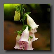 Digitalis purpurea (le jardin de la poterie Hillen). www.poterie.fr